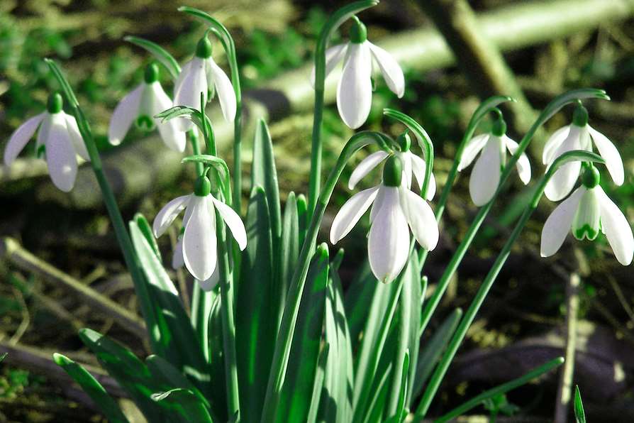 Snowdrops show us the early signs of spring