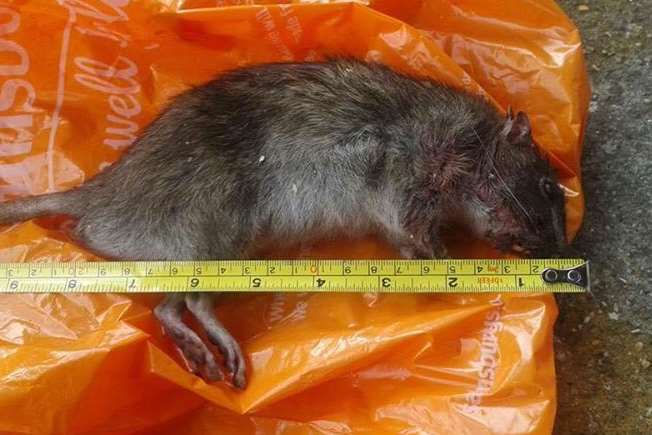 One of the rats caught scurrying around a property in Gouge Avenue, Northfleet. Picture: Sharon Taylor