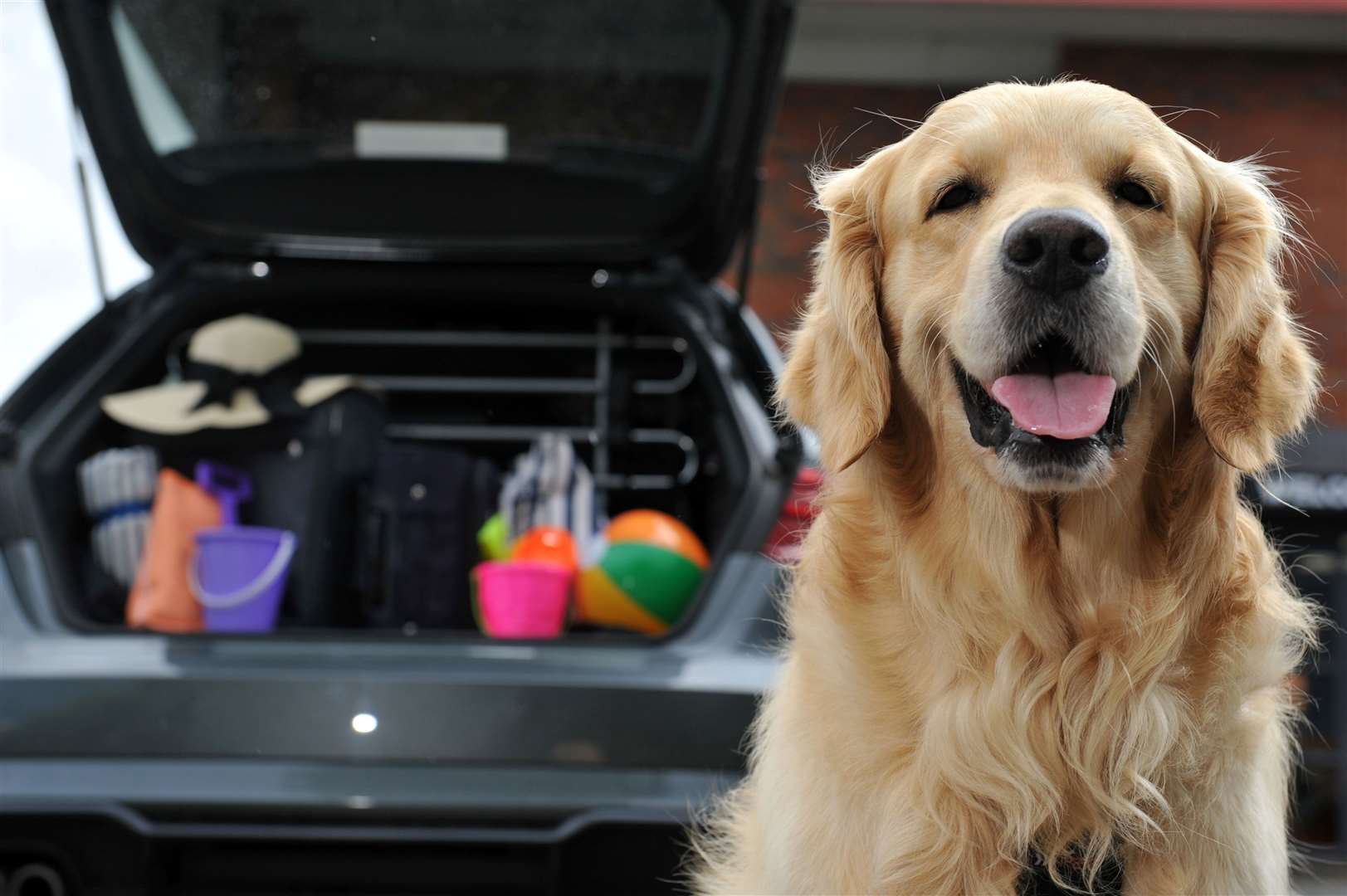 It’s crucial you make your car as safe as possible for your pets. Picture: Mikal Ludlow