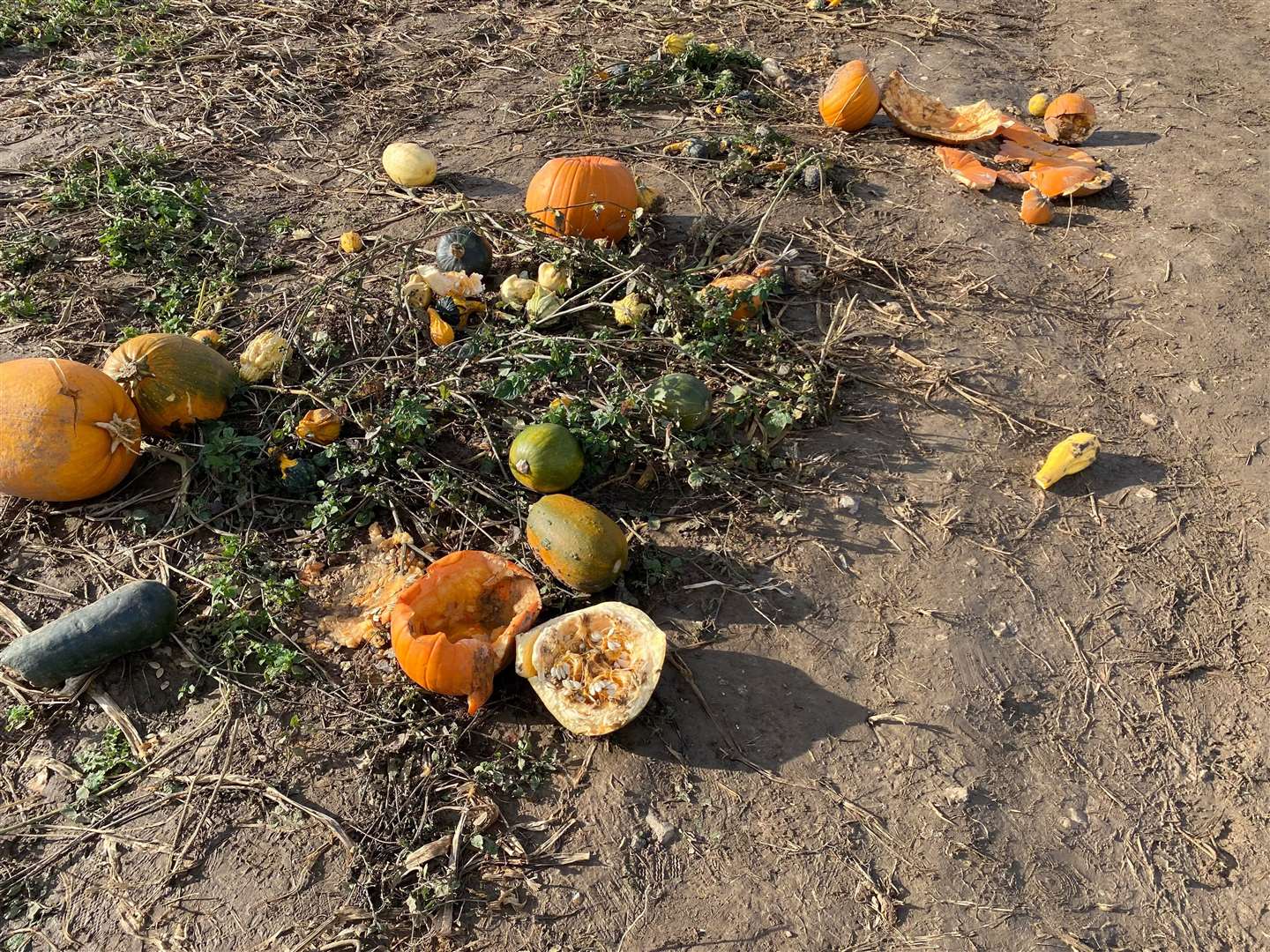 A lack of pumpkins at Pumpkin Moon, Bapchild, for Halloween