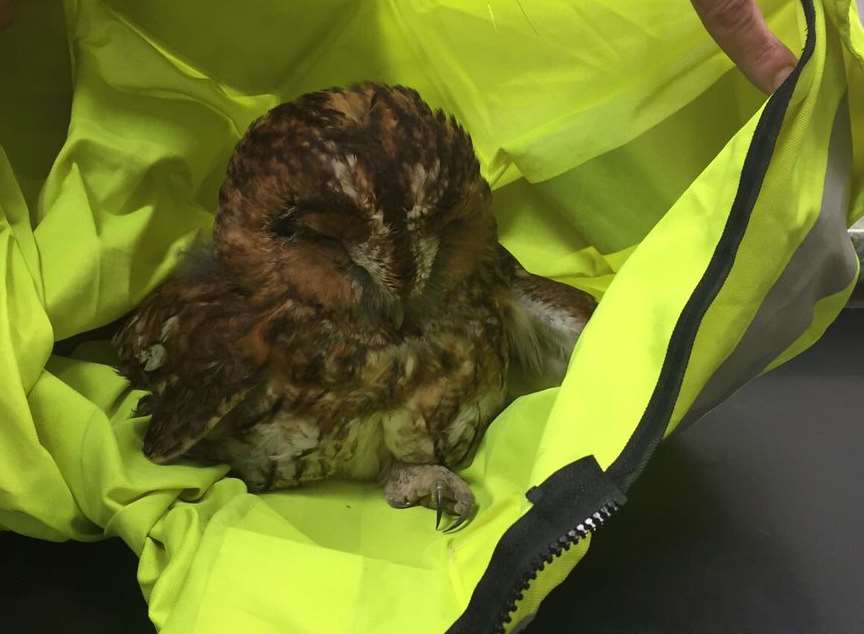 The owl is recovering at a vets. Picture: @kentpoliceroads