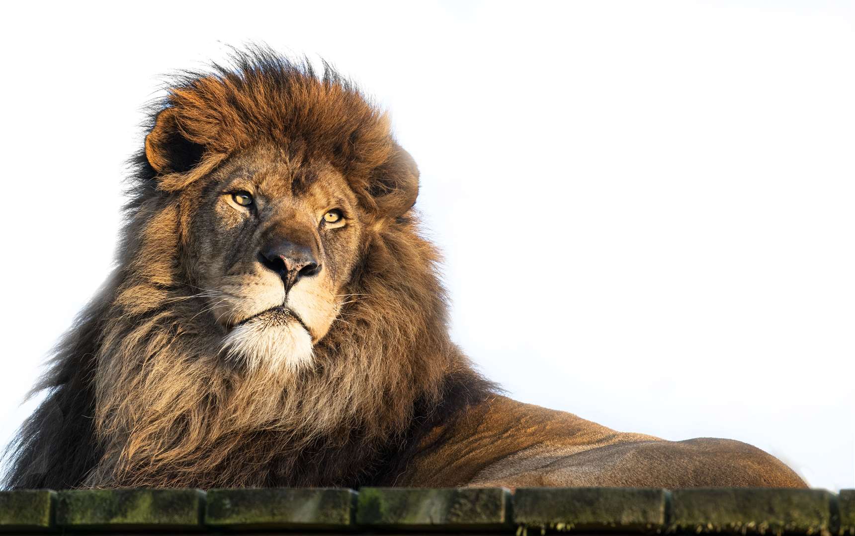 Lion Kasanga is one of 50 animals at Smarden's The Big Cat Sanctuary. Picture: Alma Leaper
