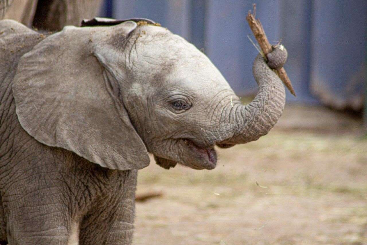 A baby elephant born at Howletts in March 2020