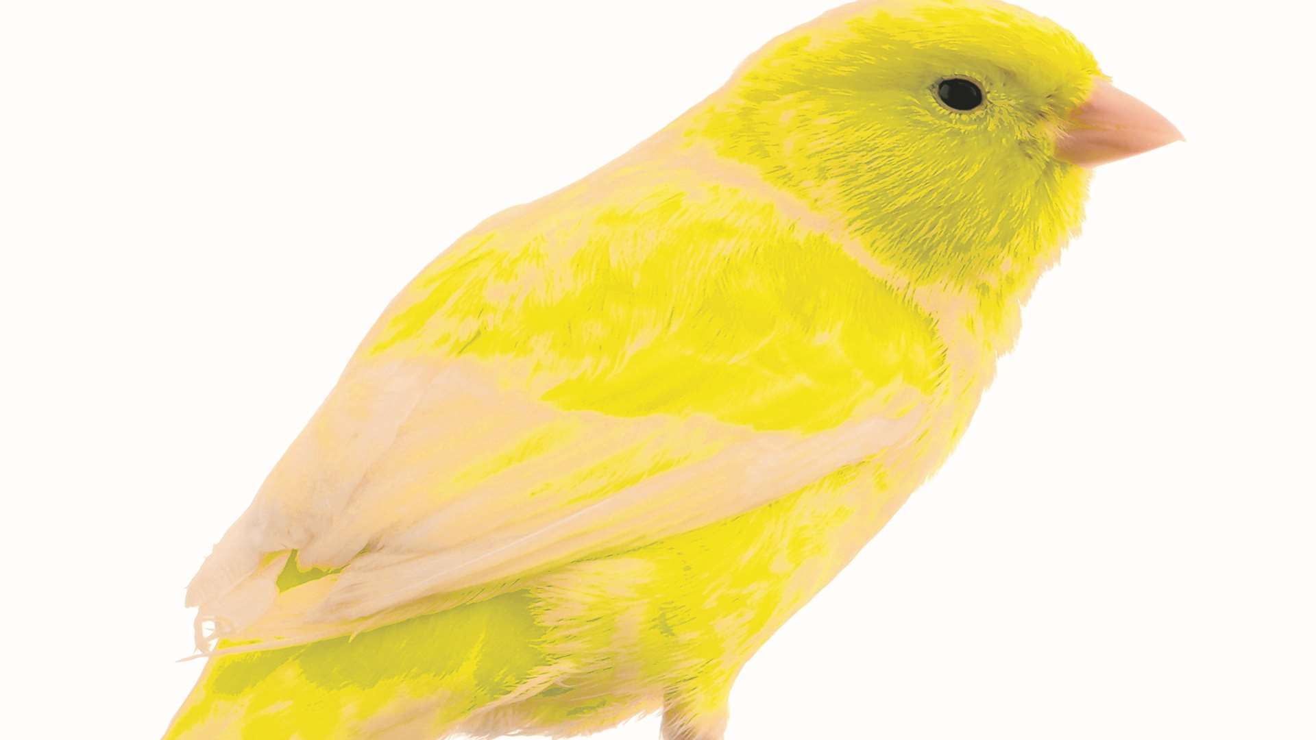 A canary. Stock pic