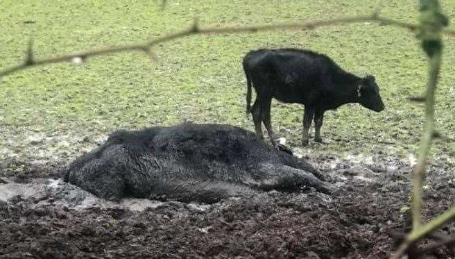A cow, reported to have died, spotted in a field in Sevenoaks