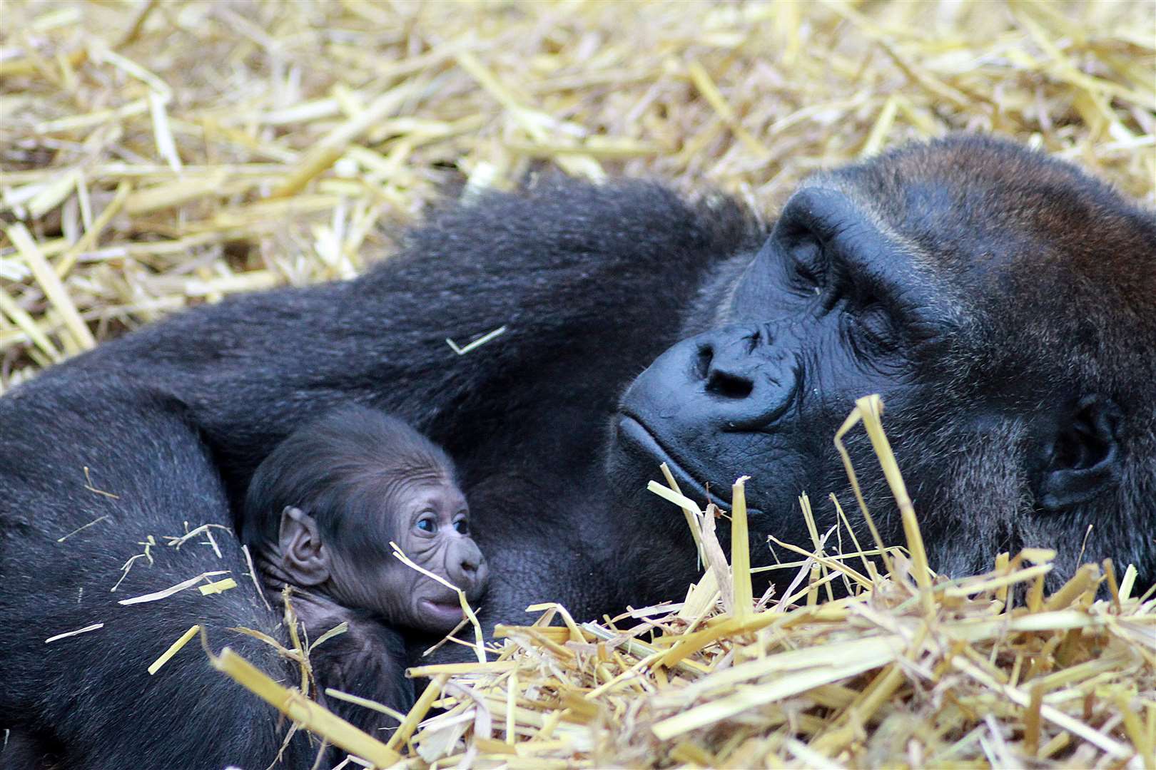 This baby gorilla was born to first time mum Viringika at Port Lympne this month. Photo credit: Leanne Smith
