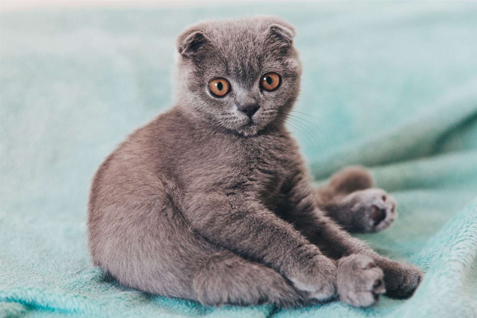 Cats Protection and the BVA have both raised concerns about health problems associated with Scottish Folds. Image: Stock photo.