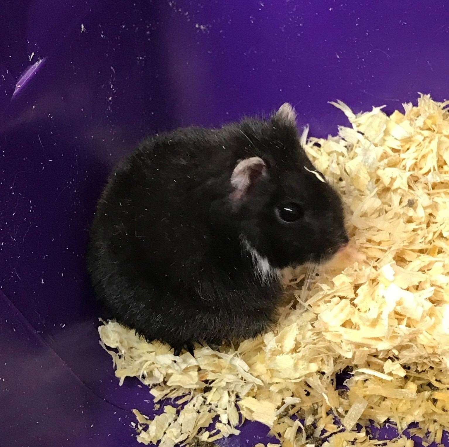 Hamster in cage found abandoned in a garden in Ridge Way, Dartford