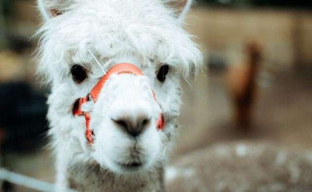 The Alpaca treks are ideal as a one off experience, or can be integrated into a fabulous Children's parties.