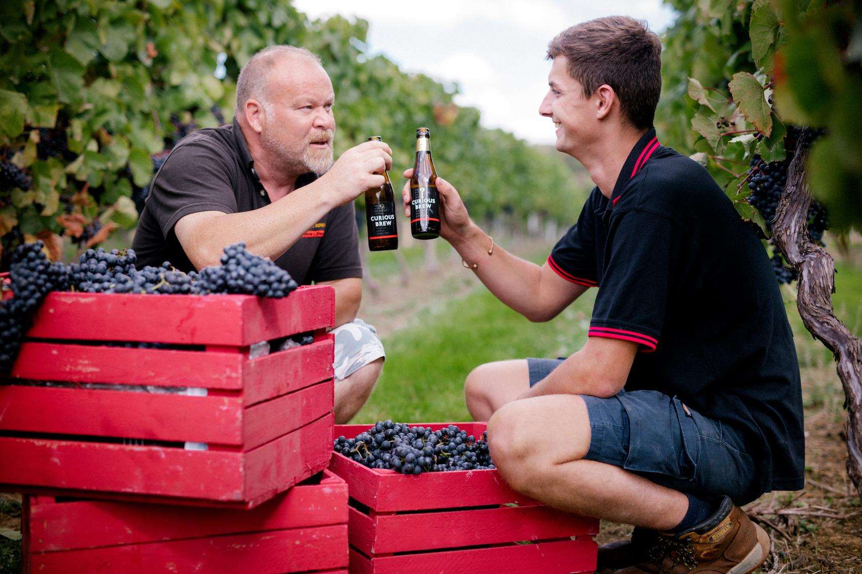 Curious Brew is to sponsor the grape harvest this year (4314220)