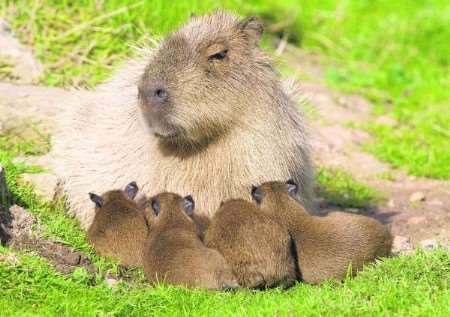 The baby capybaras snuggle up to mum at Howletts