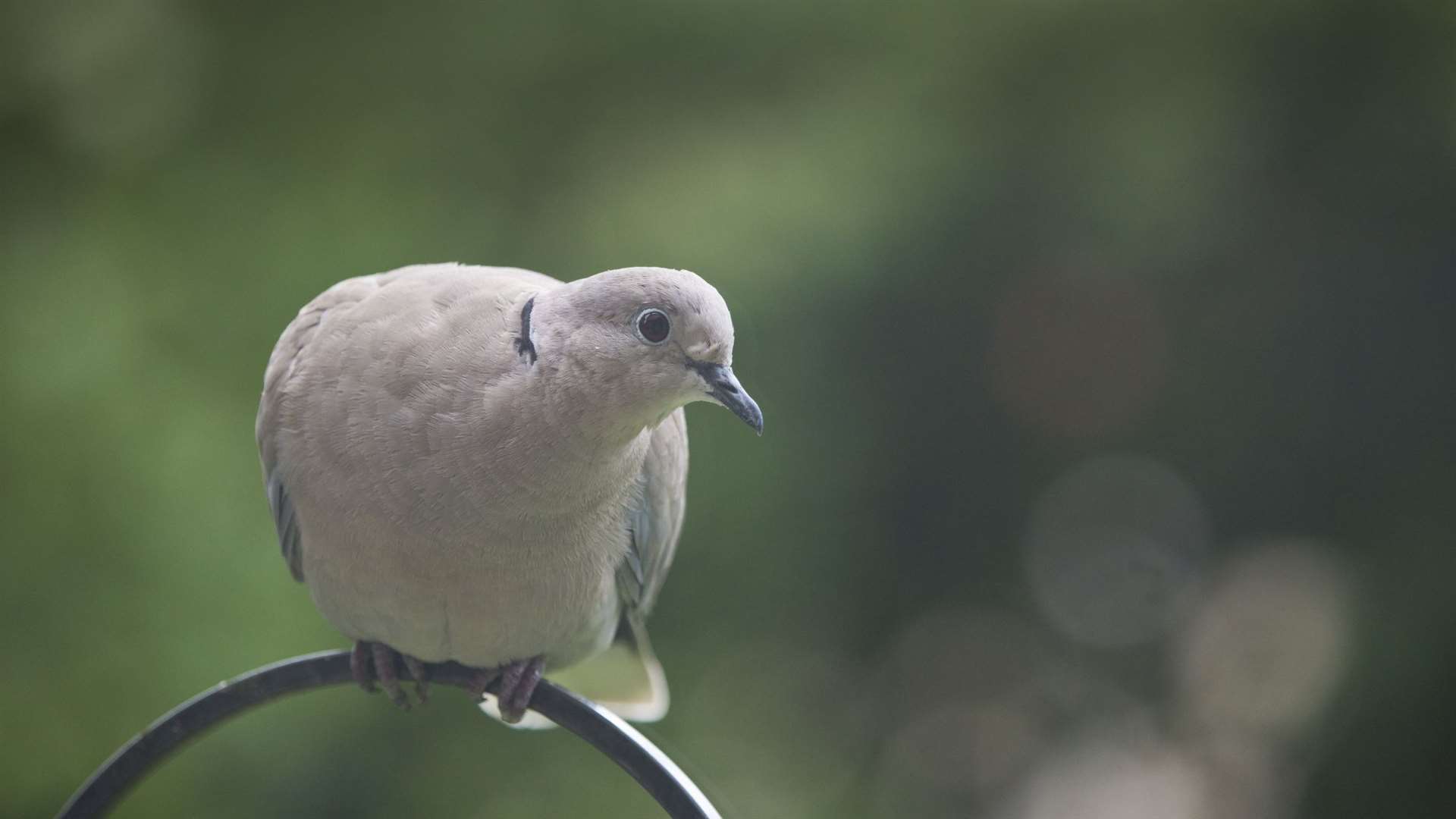 Doves can also suffer at the hands of the disease. Image: iStock.