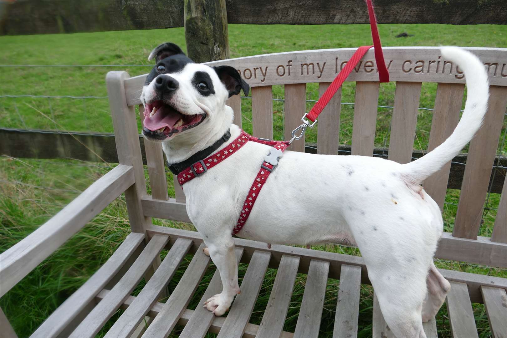 Staffie Patsy needs a home