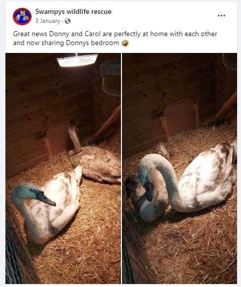 Swampy Wildlife Rescue Facebook post of rescued swans in Sheerness