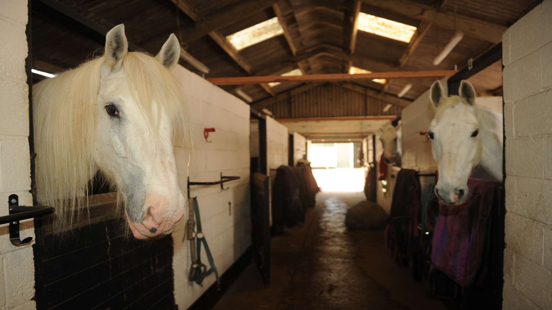 Whitehorse Farm, White Horse Lane, Meopham. Ronnie (left)