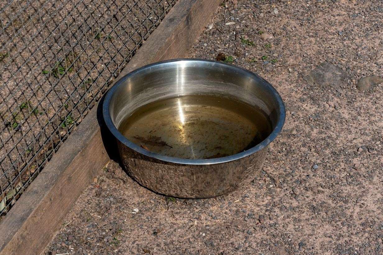 A dog's water bowl. Picture: iStock