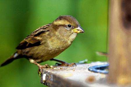 A female house sparrow perched on a feeder in a garden
