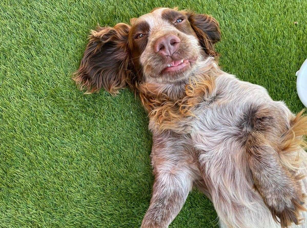 Beethoven at Karebear Kennels. Picture: Beethoven Spaniel and friends (60714893)