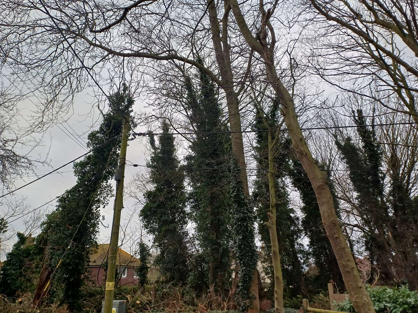 Residents are concerned more trees will fall in the future