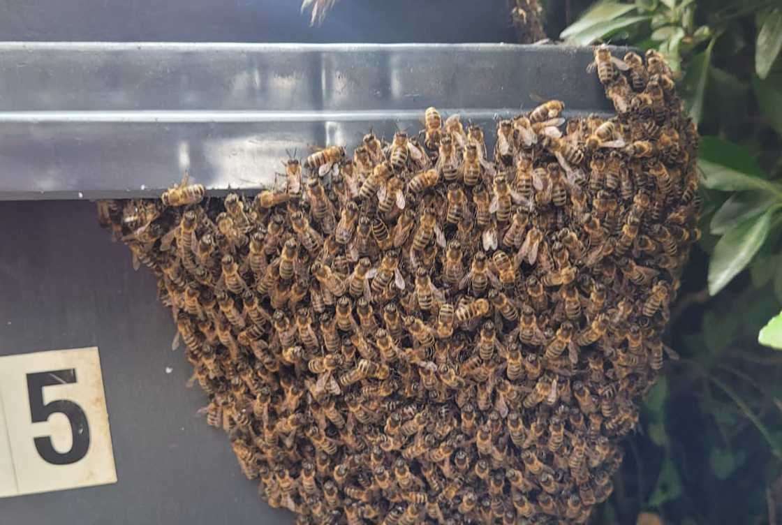 A swarm of thousands of bees settled in Bower Street, Maidstone. Picture: Rita Kotsis