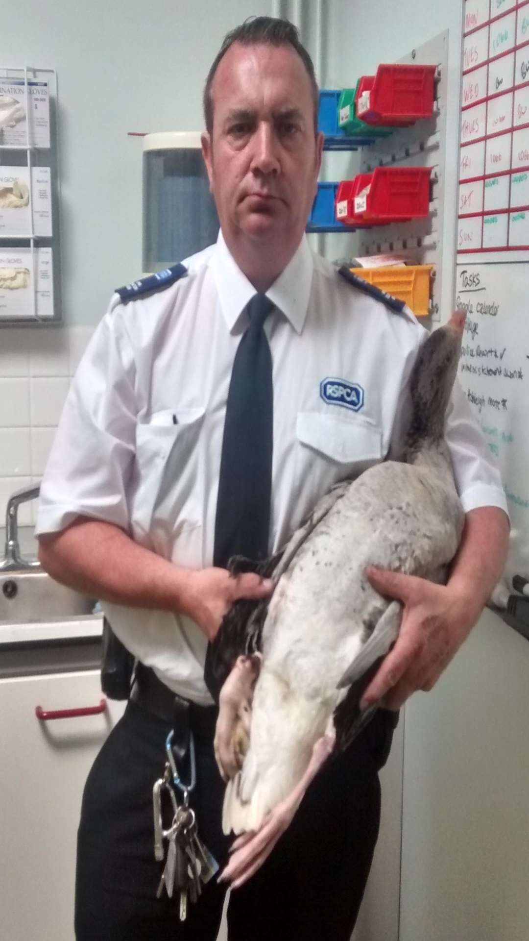The goose was so badly injured it had to be put to sleep. Picture: RSPCA