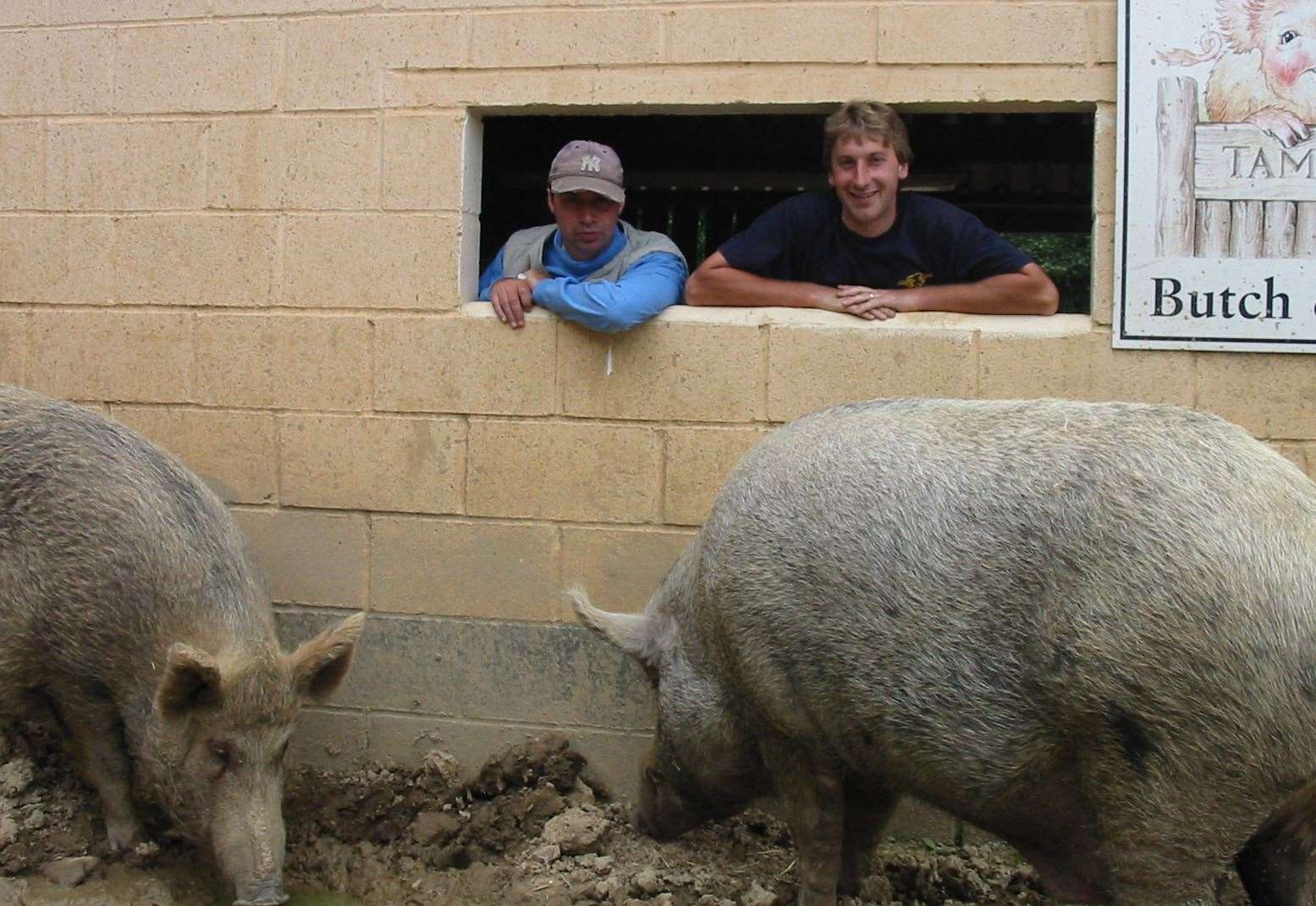 Helper Nick Fernsby and assistant farm manager John Laws with the famous Tamworth Two