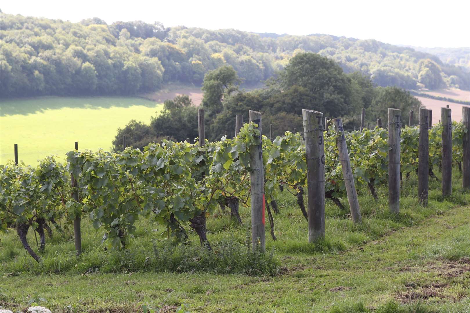 Police are investigating after Meopham Valley Vineyard was broken into earlier this month