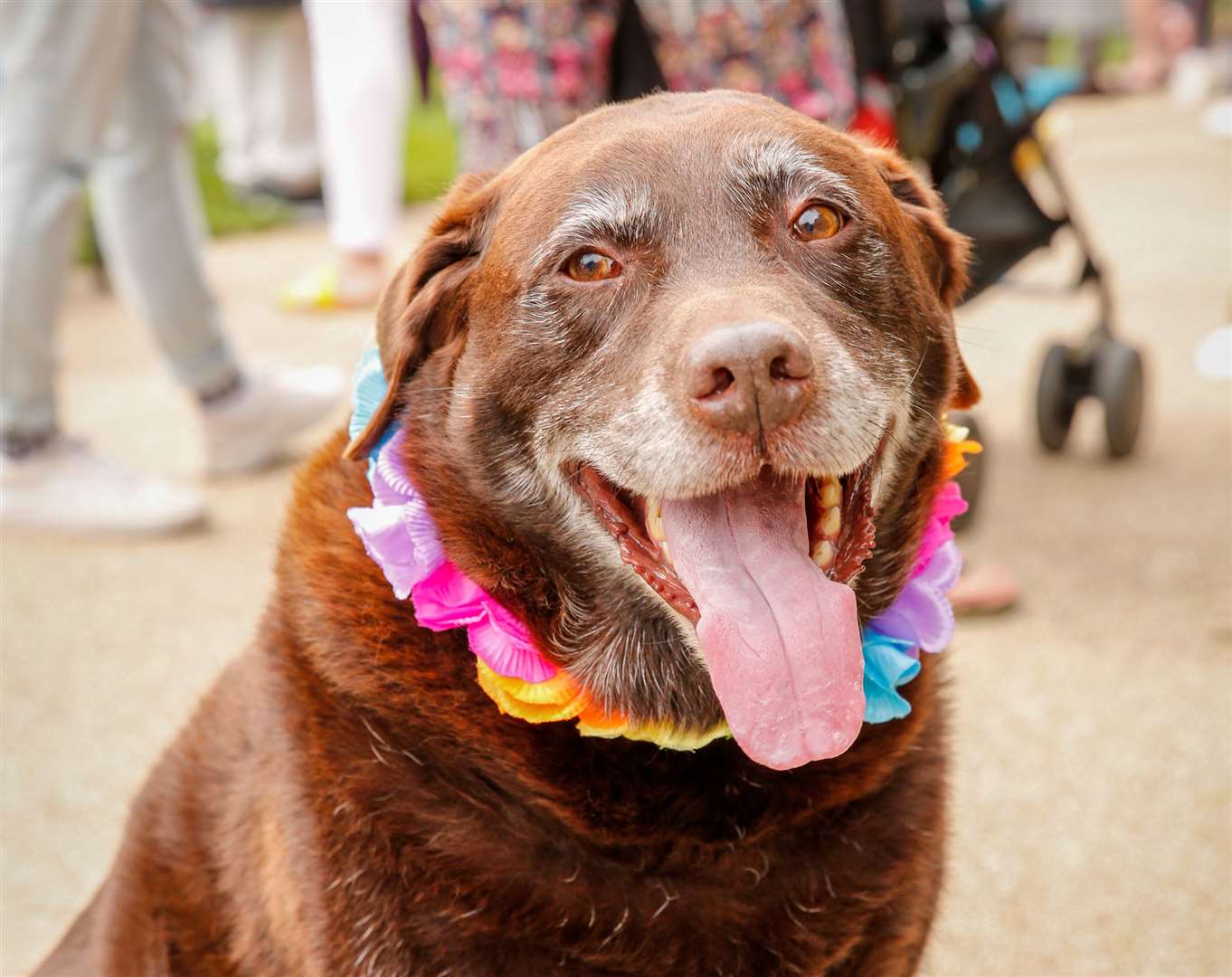 Harvey the chocolate lab with his pride garland at Tunbridge Wells Pride 2019. Picture: Matthew Walker