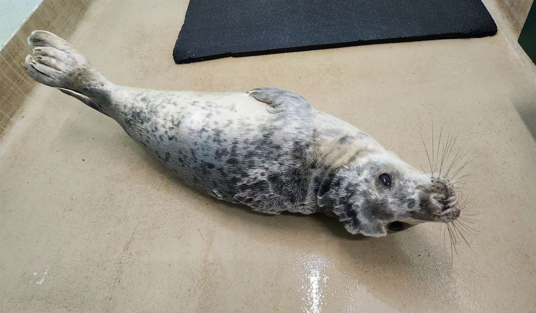 The seal at RSPCA Mallydams in Hastings. Picture: RSPCA Mallydams