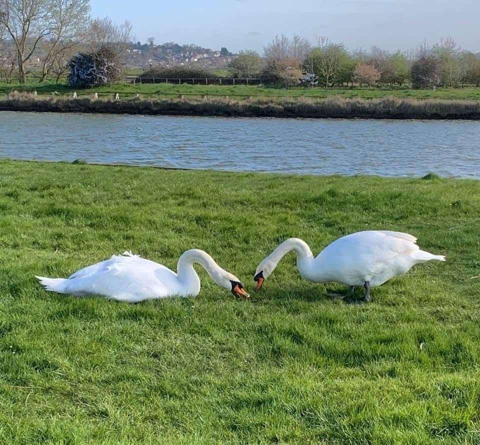 The two swans, Charlie and Matilda, at Barton's Point Coastal Park in Sheerness