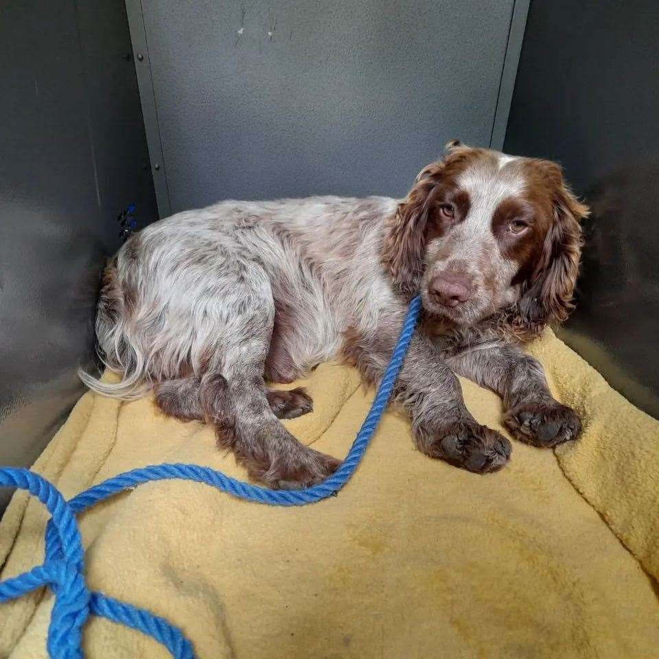Beethoven the cocker spaniel was found in Hartlip. Picture: @swalestraydogs