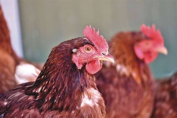People who keep chickens must follow strict rules by law to help prevent the spread of the disease. Picture: iStock.