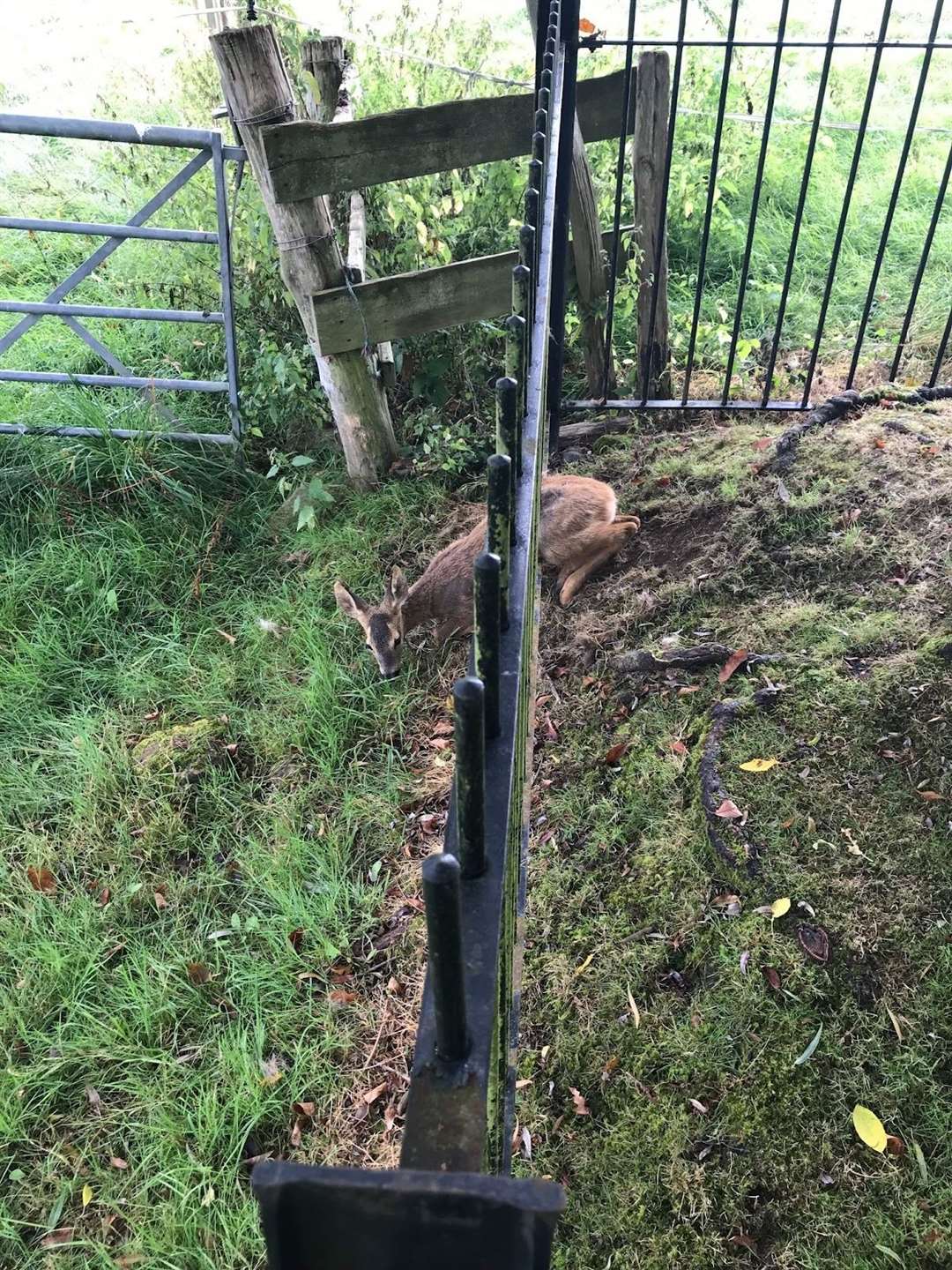The deer that got stuck three times in a fence. Picture: RSPCA