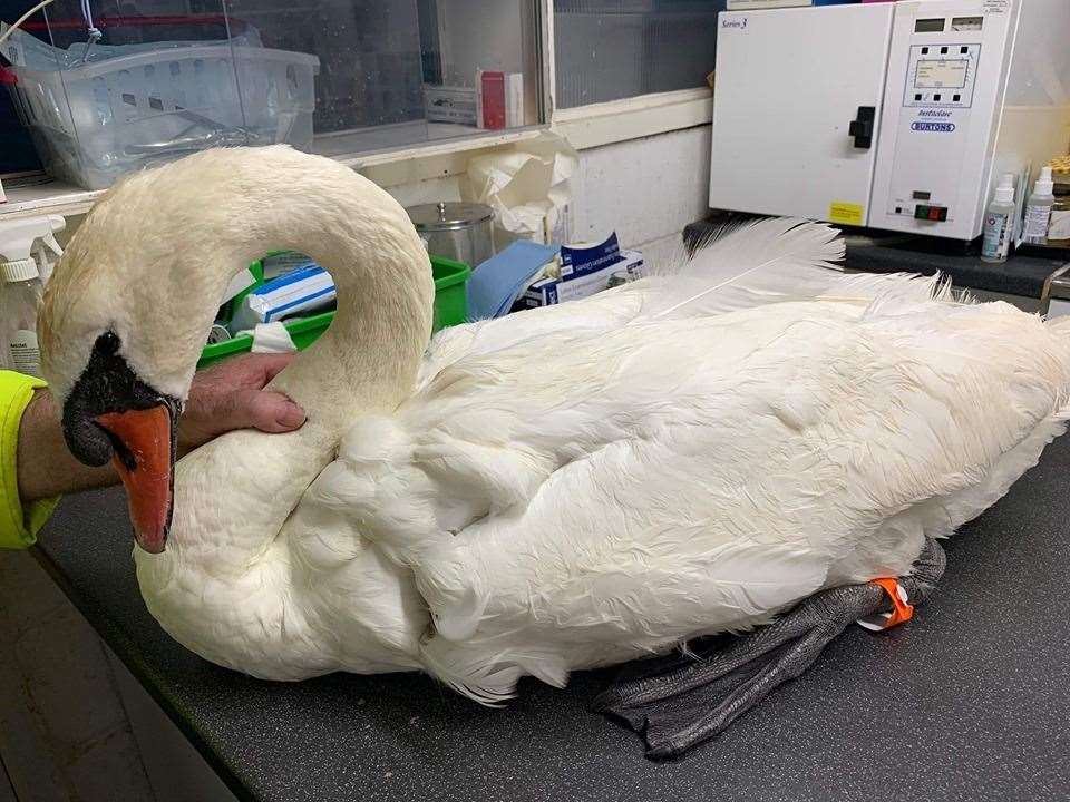 Vet inspection: the injured Sheppey swan. Picture: Swampy Animal Rescue (14281214)