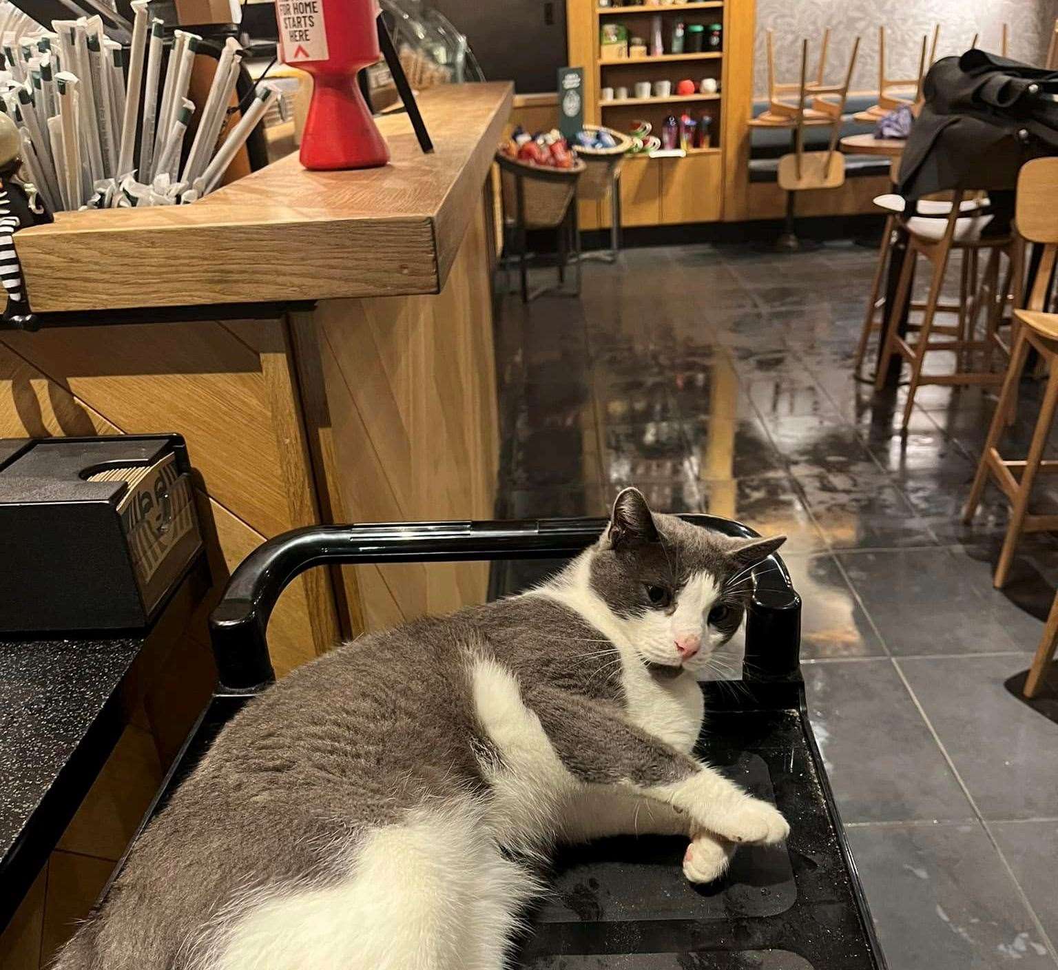 A frequent visitor to Starbucks, Griffin has become well-known and well-liked by the staff there. Picture: Bethany Page