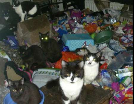 The cats were forced to live in a cramped house full of rubbish