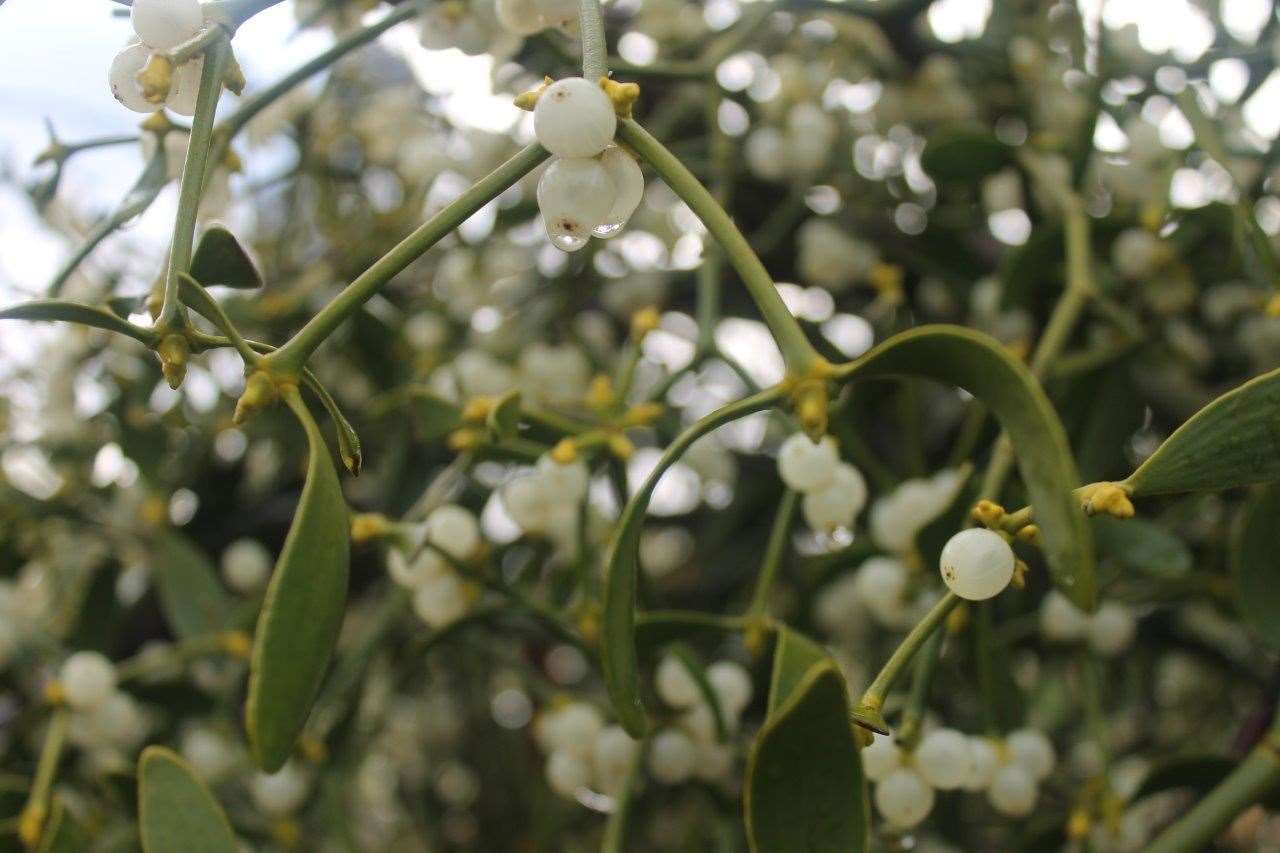Mistletoe can be harmful to both dogs and cats