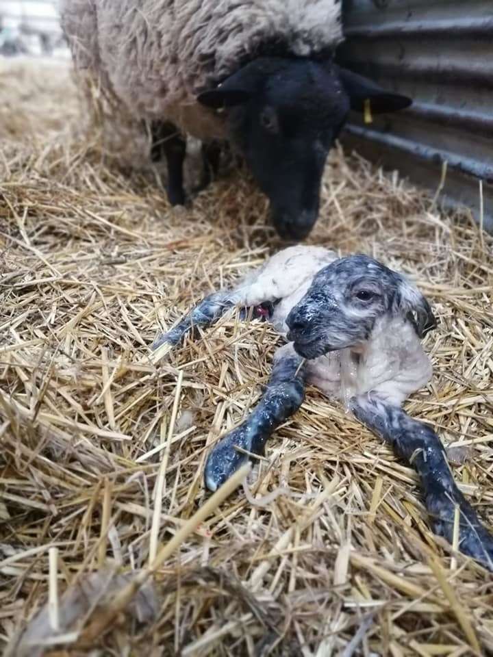 Lambing at Broadlees Farm near Dover