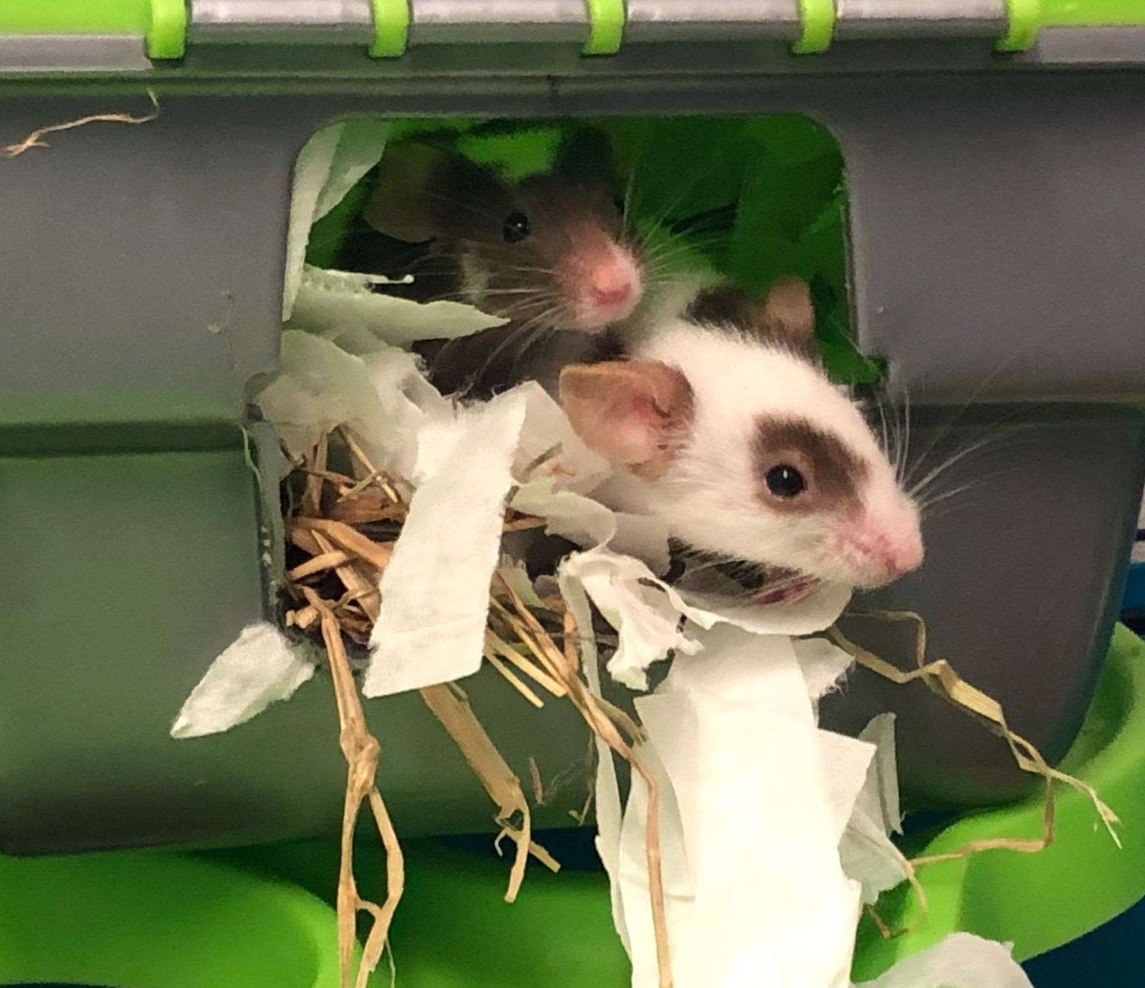 The mice have now been separated into suitable groups. Picture: RSPCA