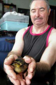 Ray Alibone, of Diamond Court, Sheerness, with 14 ducklings he has rescued and is caring for, after their mother was killed in a collision with a car