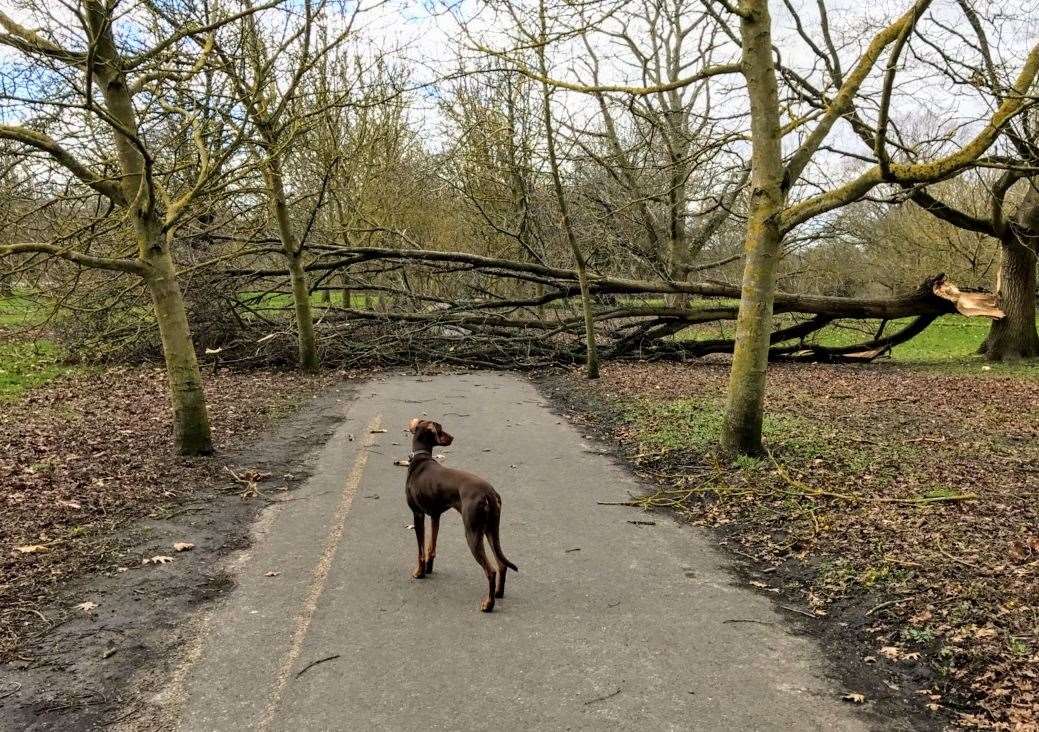 A felled tree in Mote Park. Picture: Sandy Fleming