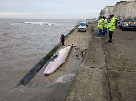 whale washed up at Epple Bay in Westgate
