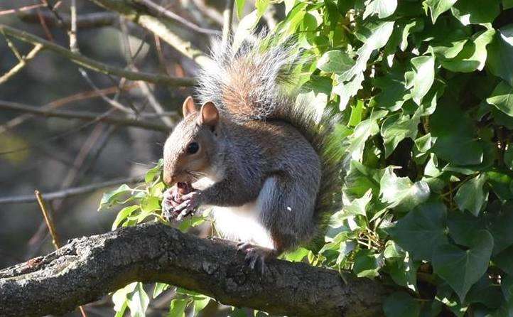 Squirrels have reportedly been targeted by a gunman on Duncan Down. Picture: Ashley Clark