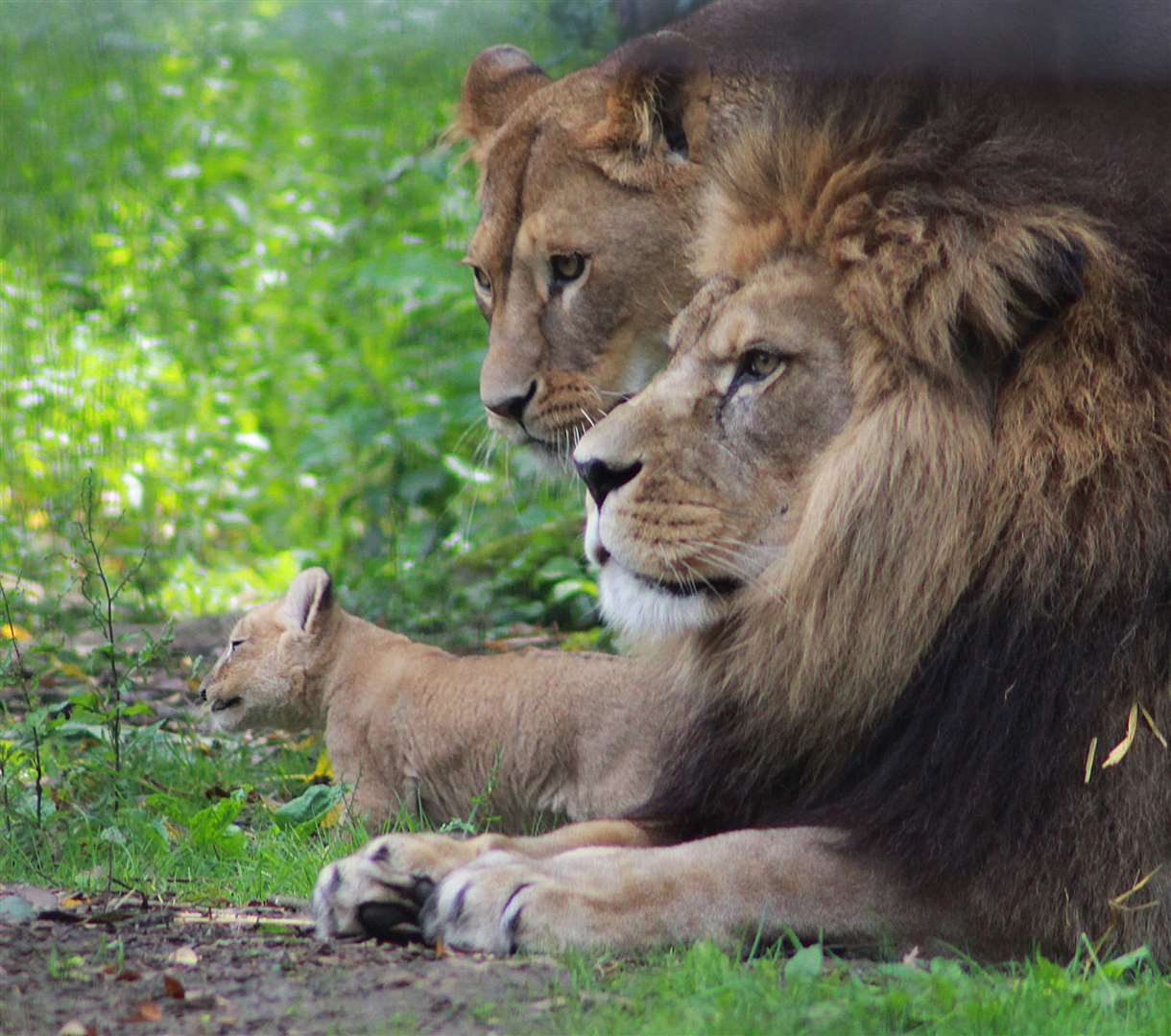 Adras and Oudrika, with one of their cubs