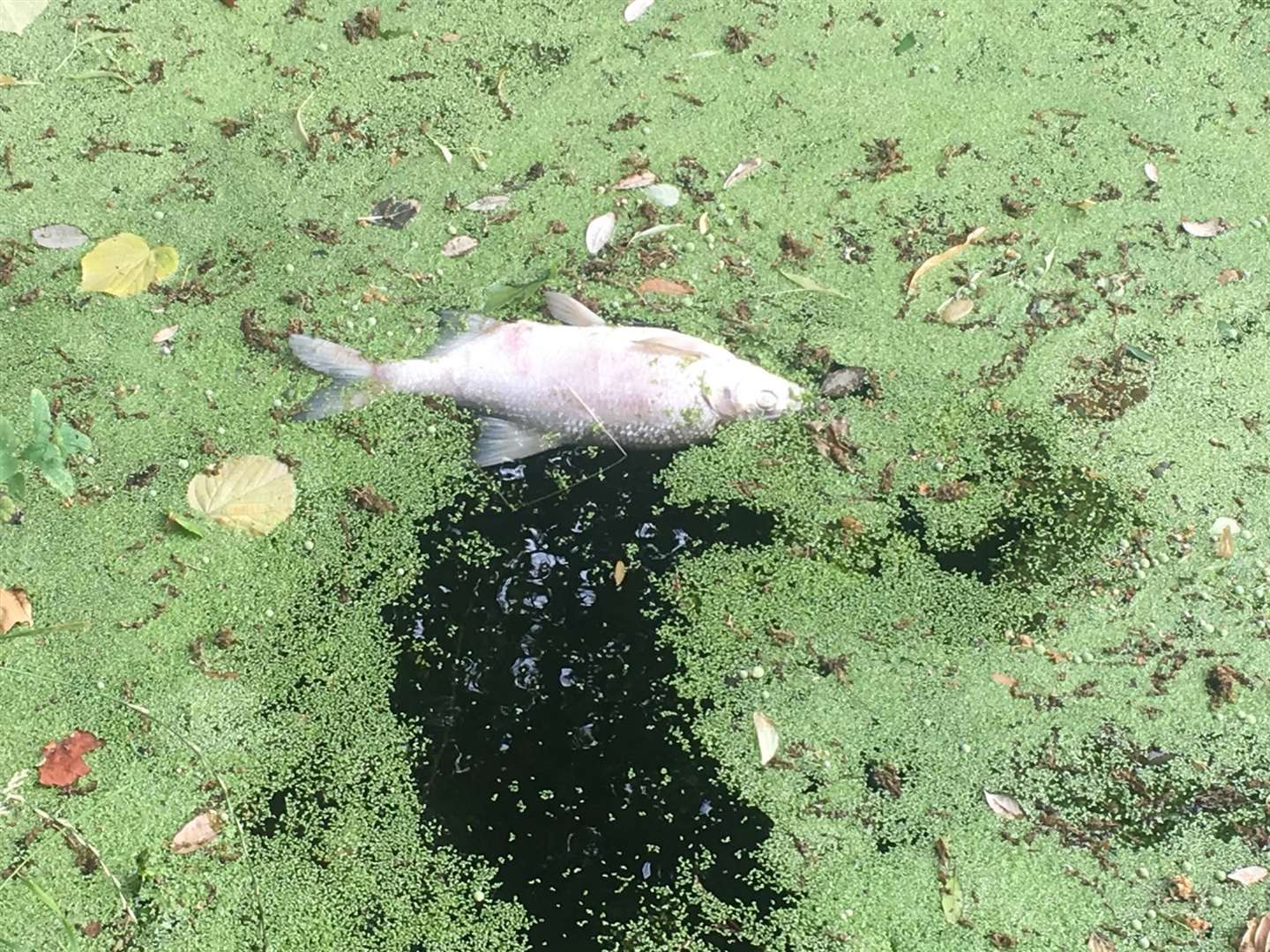 Dead fish pictured in the River Stour Picture: Frank Todd