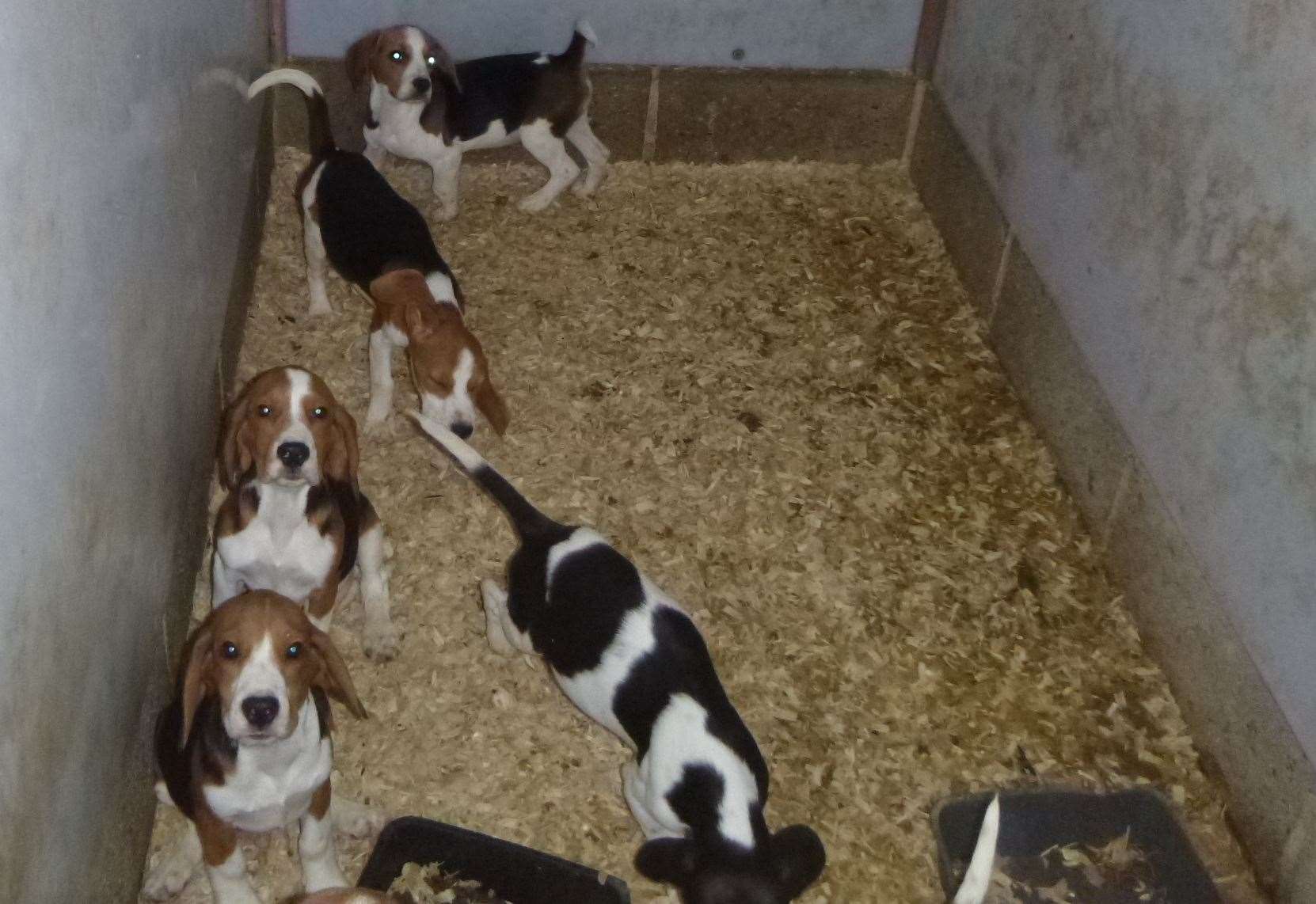In total, 18 dogs, including spaniels, were seized from the Longfield property in 2018. Picture: RSPCA