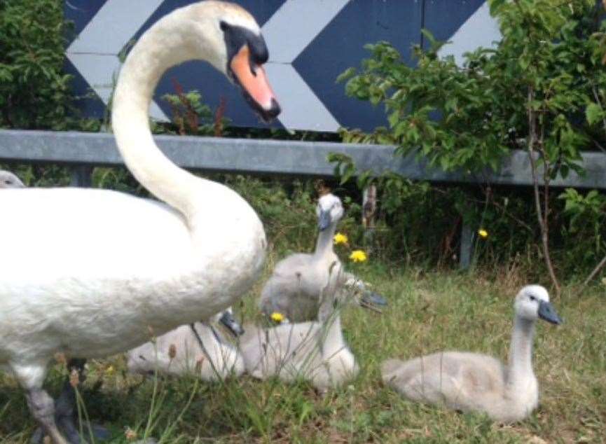 The swans were rescued from the M20. Picture: Highways England