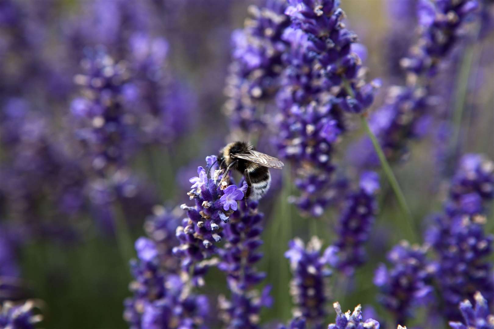 Bumblebees in lavender. Image: National Trust/ David Levenson.