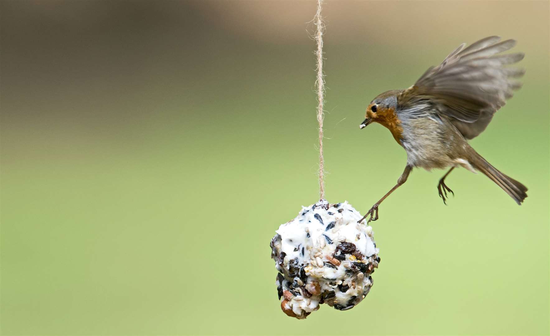 A Robin flies in to enjoy a bird feeder Picture: RSPB Images