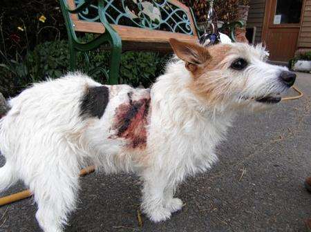 Julie the terrier was mauled in a savage attack by a rottweiler in Seabrook. Picture: Anna Sloman-Gower